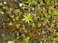 Plagiobothrys tenellus