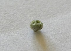 Plagiobothrys tenellus