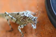 Dissonulichen hebardi