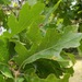 Oregon White Oak - Photo (c) Di, some rights reserved (CC BY-NC), uploaded by Di