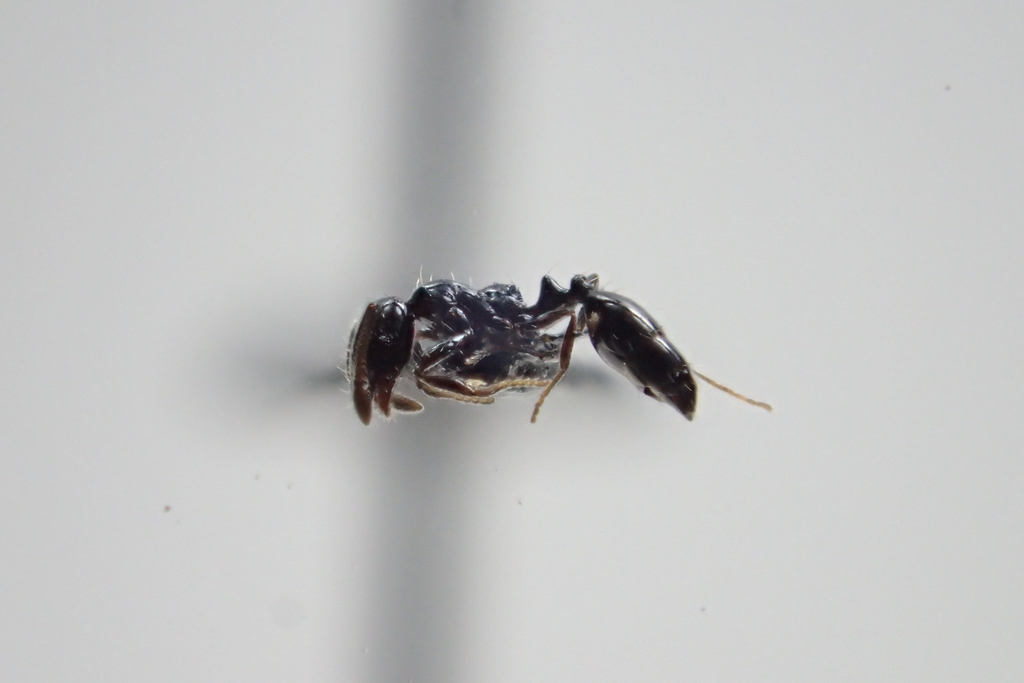 Caribbean Trailing Ant