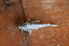 Dissonulichen hebardi