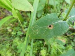 Fomoria hypericella