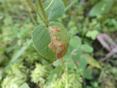 Fomoria hypericella