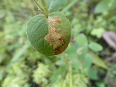Fomoria hypericella