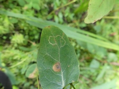 Fomoria hypericella