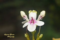 Pseuderanthemum carruthersii