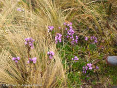 Gentianella foliosa