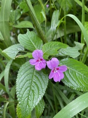 Impatiens sylvicola