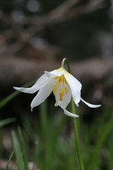 Erythronium montanum