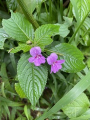 Impatiens sylvicola