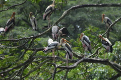 Mycteria leucocephala