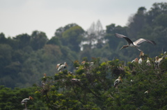 Mycteria leucocephala