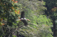 Mycteria leucocephala