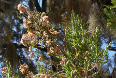 Erica arborea