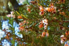 Erica arborea