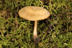 Simocybe serrulata