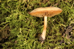 Simocybe serrulata