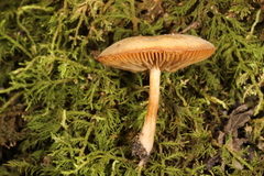 Simocybe serrulata