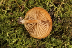 Simocybe serrulata