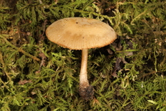 Simocybe serrulata