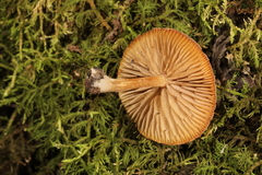 Simocybe serrulata