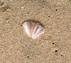 Latona cuneata