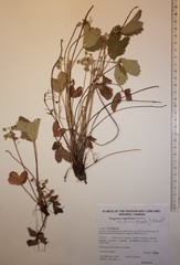 Fragaria virginiana glauca