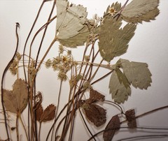 Fragaria virginiana glauca