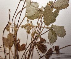 Fragaria virginiana glauca