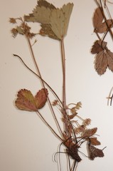 Fragaria virginiana glauca