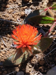 Gomphrena arborescens