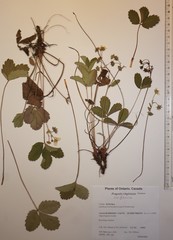 Fragaria virginiana glauca