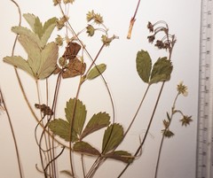 Fragaria virginiana glauca