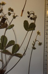 Fragaria virginiana glauca