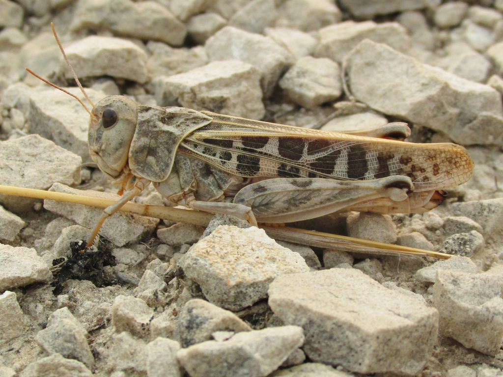 Haldeman's (Orthoptera of Nebraska) · iNaturalist