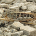 Haldeman's Grasshopper - Photo (c) Mathew L. Brust, some rights reserved (CC BY-NC), uploaded by Mathew L. Brust