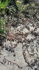 Curio radicans