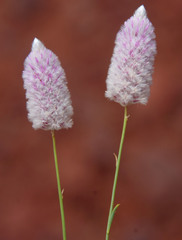 Ptilotus calostachyus