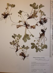 Fragaria virginiana glauca