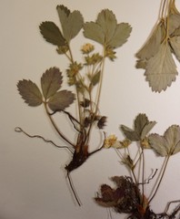 Fragaria virginiana glauca