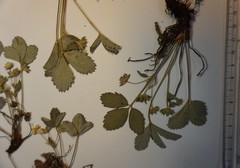 Fragaria virginiana glauca