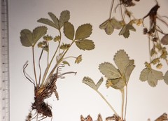 Fragaria virginiana glauca