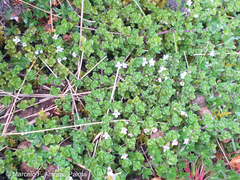 Clinopodium nubigenum
