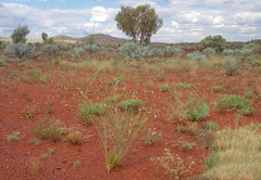 Ptilotus calostachyus