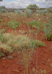 Ptilotus calostachyus
