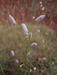 Ptilotus calostachyus