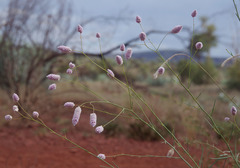 Ptilotus calostachyus