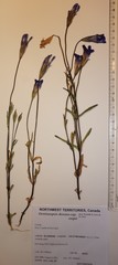 Gentianopsis detonsa raupii