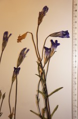 Gentianopsis detonsa raupii